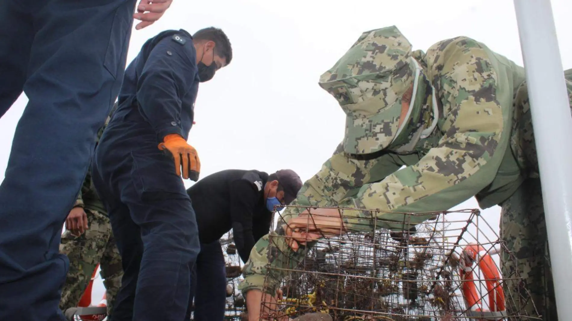 Autoridades federales aseguran 379 trampas langosteras 